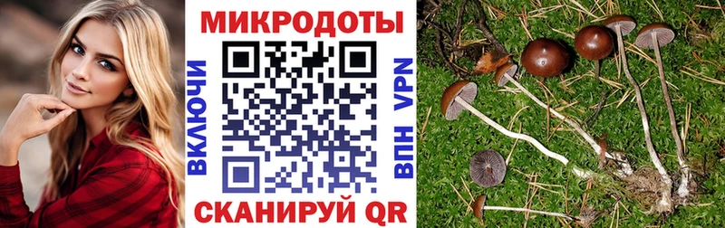 KRAKEN ссылки  купить наркотики цена  Новоалександровск  Псилоцибиновые грибы ЛСД 
